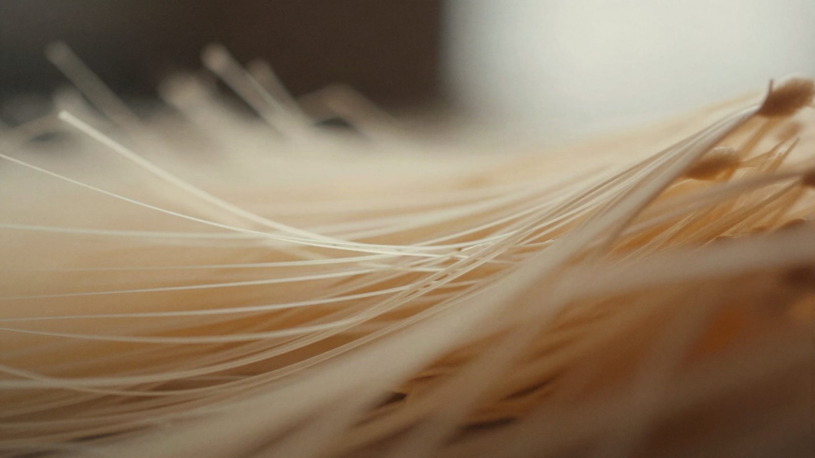 Plant protein pulled apart into strands, up close